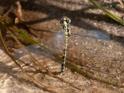 Choristhemis flavoterminata ovip-3042